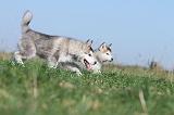 ALASKAN MALAMUTE 133